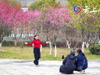 【图集】谷城汉江湿地公园的梅花开啦！期待与您相约“梅”好！