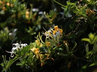 金银花开“金银”来
