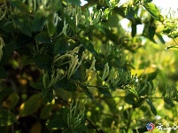 金银花开“金银”来