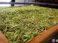 金银花开“金银”来