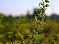金银花开“金银”来