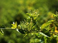 金银花开“金银”来