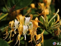 金银花开“金银”来