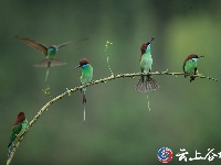 何富芝摄影展作品