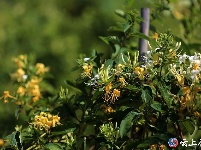 金银花开“金银”来