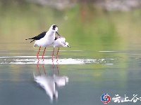 何富芝摄影展作品