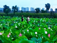 荷花盛开 美在当“夏”