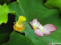 荷花盛开 美在当“夏”