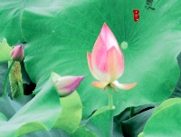 荷花盛开 美在当“夏”