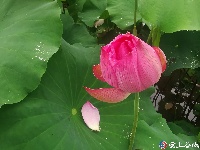 荷花盛开 美在当“夏”