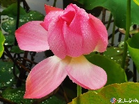 荷花盛开 美在当“夏”