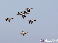 谷城“大美湿地 城市绿心”摄影大赛获奖作品展示