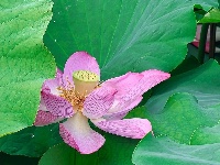 灼灼荷花次第开 夏日美景入画来