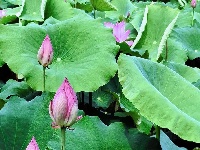 灼灼荷花次第开 夏日美景入画来