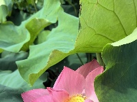 灼灼荷花次第开 夏日美景入画来