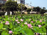 灼灼荷花次第开 夏日美景入画来