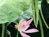 灼灼荷花次第开 夏日美景入画来