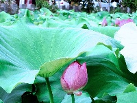 灼灼荷花次第开 夏日美景入画来