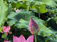 灼灼荷花次第开 夏日美景入画来
