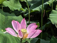 灼灼荷花次第开 夏日美景入画来