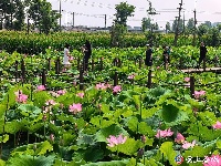 灼灼荷花次第开 夏日美景入画来