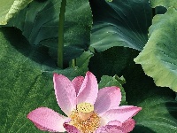 灼灼荷花次第开 夏日美景入画来