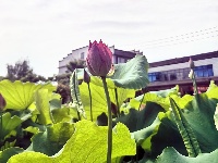 灼灼荷花次第开 夏日美景入画来