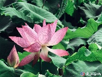 灼灼荷花次第开 夏日美景入画来