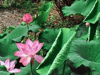 灼灼荷花次第开 夏日美景入画来
