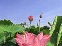 灼灼荷花次第开 夏日美景入画来