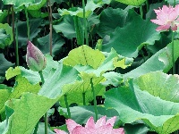 灼灼荷花次第开 夏日美景入画来