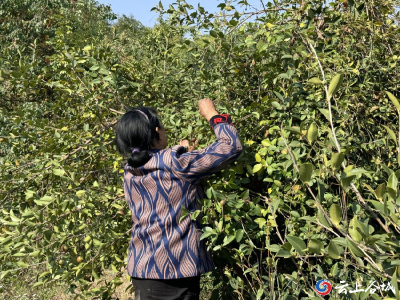 襄阳谷城：小小“金果”满枝头 茶香漫山喜丰收