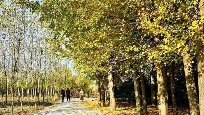 襄阳谷城：银杏金黄秋意浓 乡村旅游热翻天