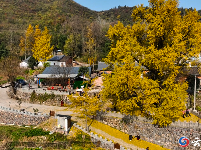 千年银杏树引爆谷城旅游热潮