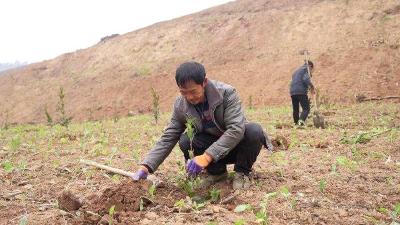 襄阳谷城：油茶规模化 穷山变“油田” 