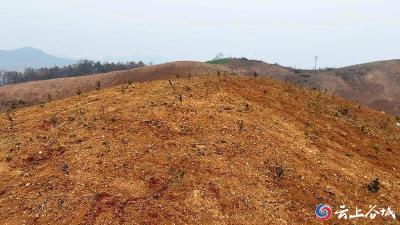 襄阳谷城：油茶规模化 穷山变“油田”