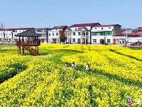 谷城：金浪翻涌时 春色满人间