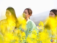 谷城：金浪翻涌时 春色满人间
