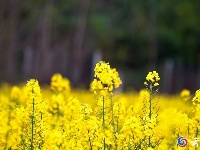 谷城：金浪翻涌时 春色满人间