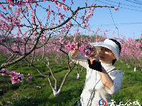 东风拂面香盈袖 千树桃花笑迎春
