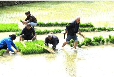 清渠备耕忙！襄阳谷城冷水稻种植前景看好 