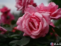 月季叠霞铺云锦 一城暗香待君游