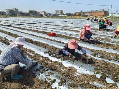 襄阳谷城：智慧灌溉提效增产