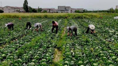 种菜种出“时间差经济学”！石花镇将军山村靠“轮作密码”带飞40%收益 