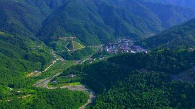 茶王进山！谷城屋脊850亩荒山变“绿色银行” 