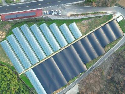 襄阳谷城：地里来了“除草鹅”  生态经济双丰收 