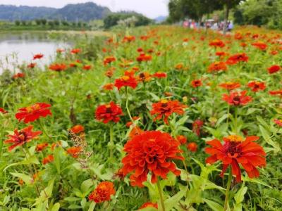 襄阳谷城：樱花谷百日草花盛放 打造夏日浪漫花海 
