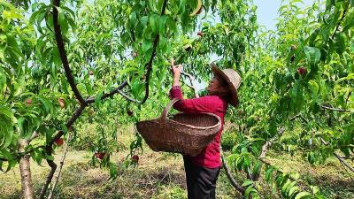 襄阳谷城：蜜桃丰收啦！ 采摘季持续到11月