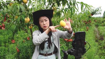 襄阳谷城：蜜桃满枝头，甜蜜产业助增收 