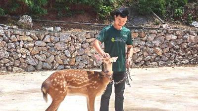 襄阳谷城：生财有“鹿”！小伙返乡养梅花鹿成创富新标杆 